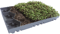 Ecosedum Pack vorbegrünte Box